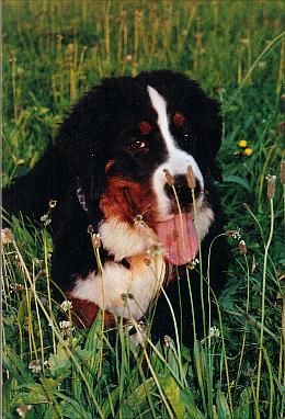 Berner Sennenhund Hunde Foto 33482 Berner Sennenhund Rolf im Urlaub