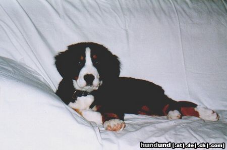 Berner Sennenhund Hunde Foto 14148 Berner Sennenhund Ronja im Oktober 2003