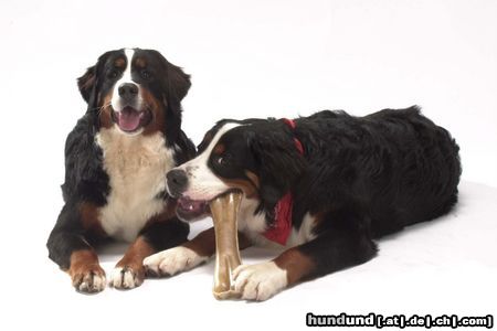 Berner Sennenhund Hunde Foto 5379 Berner Sennenhund Sally und Igor vom Scharrhof