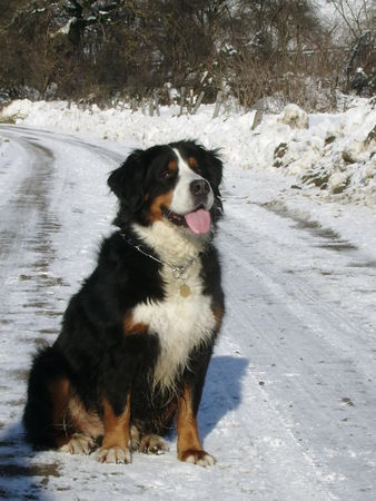 Berner Sennenhund beim Wintersparziergang