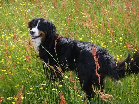 Berner Sennenhund Anka auf einer Frühlingswiese