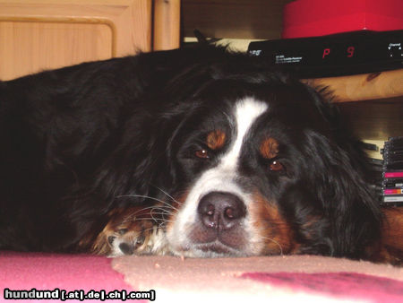Berner Sennenhund Hunde Foto 25157 in höherer Auflösung ansehen Berner Sennenhund Sally kurz vorm einschlafen