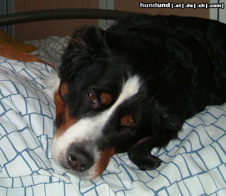 Berner Sennenhund Hunde Foto 25156 in höherer Auflösung ansehen Berner Sennenhund Sally dort, wo sie eigentlich nicht rein darf...