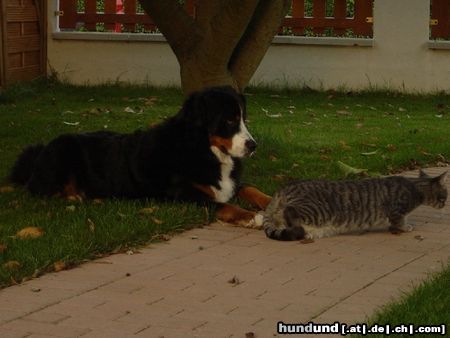 Berner Sennenhund Hunde Foto 26348 Berner Sennenhund Jäger