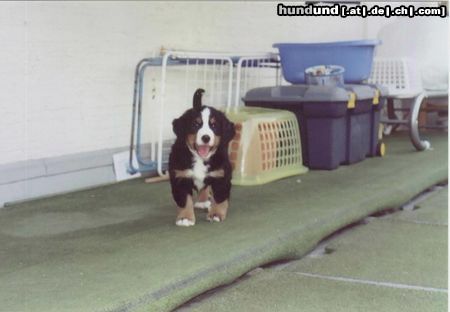 Berner Sennenhund Hunde Foto 4660 Berner Sennenhund Sheila mit 8 Wochen