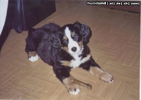 Berner Sennenhund Hunde Foto 4661 Berner Sennenhund Sheila mit 8 Wochen