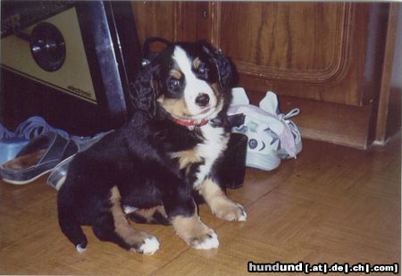Berner Sennenhund Hunde Foto 4662 Berner Sennenhund Sheila mit 8 Wochen