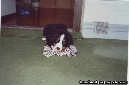 Berner Sennenhund Hunde Foto 4663 Berner Sennenhund Sheila mit 8 Wochen