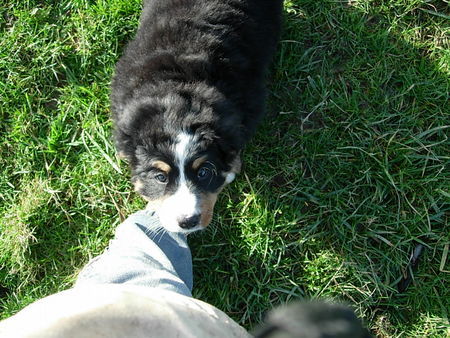 Berner Sennenhund Hunde Foto 36464 in höherer Auflösung ansehen Berner Sennenhund Nimmst Du mich auf den Arm ?