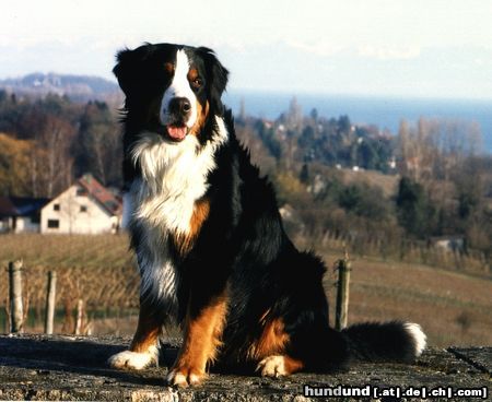 Berner Sennenhund Hunde Foto 20077 in höherer Auflösung ansehen Berner Sennenhund Theo in Hagnau