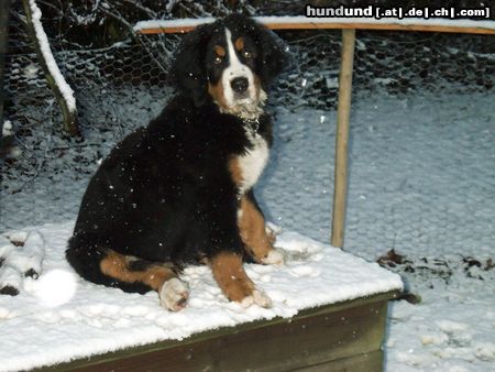 Berner Sennenhund Hunde Foto 7698 Berner Sennenhund Unsere Tony - geboren am 9.9.03