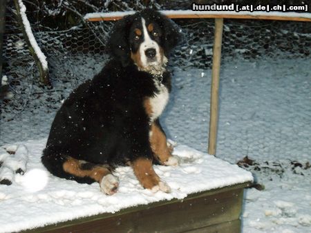 Berner Sennenhund Unsere Tony - geboren am 9.9.03