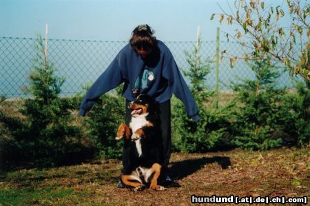 Berner Sennenhund my berni in age 4-5 month