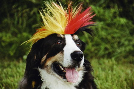 Berner Sennenhund Hunde Foto 32452 in höherer Auflösung ansehen Berner Sennenhund Max im WM-Wahn