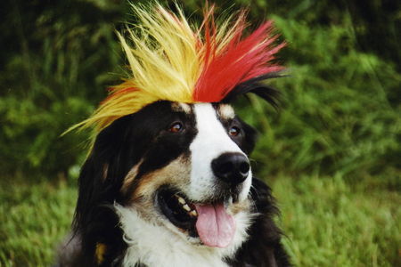 Berner Sennenhund Max im WM-Wahn