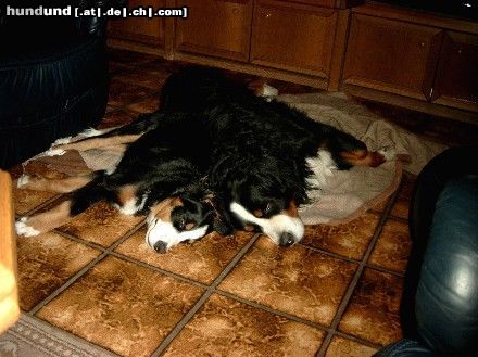 Berner Sennenhund Hunde Foto 6053 Berner Sennenhund Psssst!!Bitte nicht wecken,,,