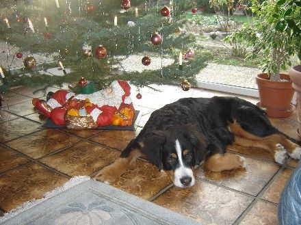 Berner Sennenhund Hunde Foto 40734 Berner Sennenhund Bolle 6 monate