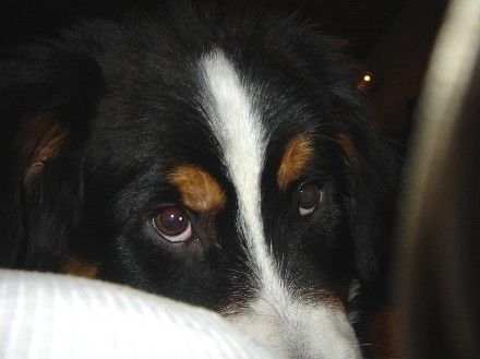 Berner Sennenhund Hunde Foto 40735 Berner Sennenhund Bolle 6 monate