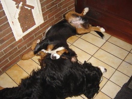 Berner Sennenhund Hunde Foto 40733 Berner Sennenhund