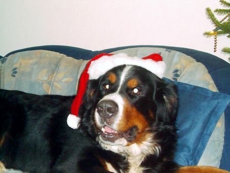 Berner Sennenhund Hunde Foto 37560 Berner Sennenhund Ja, ist denn schon Weihnachten?