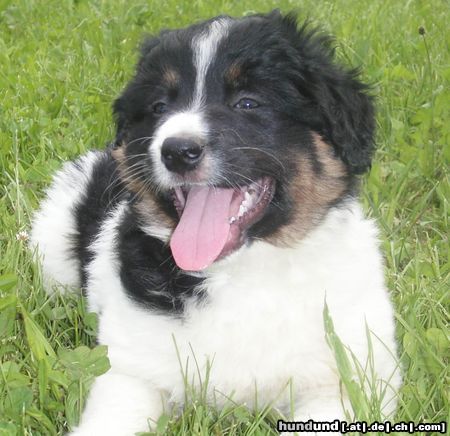 Berner Sennenhund Hunde Foto 13868 Berner Sennenhund Mozart