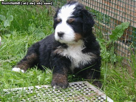 Berner Sennenhund Bandita 5 Wochen