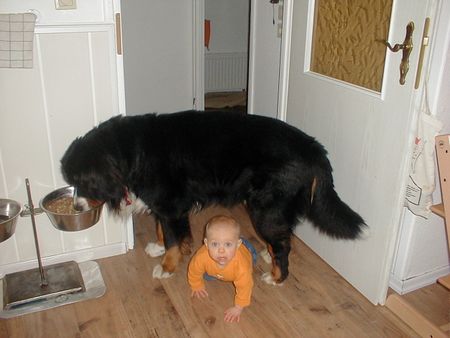 Berner Sennenhund Hunde Foto 2136 Berner Sennenhund Werner und Shirley Charmaine