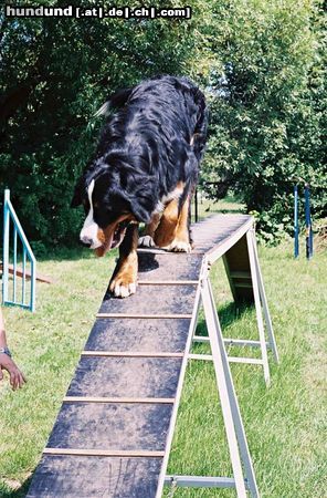Berner Sennenhund Hunde Foto 3168 Berner Sennenhund Quinius von Wiesmadern am Agilty-Laufsteg