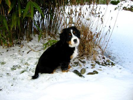 Berner Sennenhund  Yule 10 Woche alt. Gefroren hat es heuer noch gar kein festes Eis. Die Yule steht am Weiher