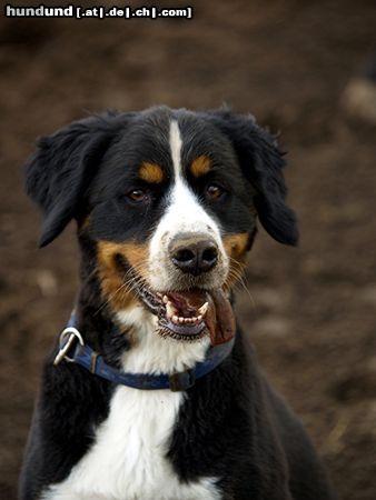 Berner Sennenhund Hunde Foto 25396 in höherer Auflösung ansehen Berner Sennenhund Mein kleines Schweinchen