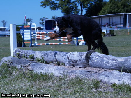 Berner Sennenhund Hunde Foto 25397 in höherer Auflösung ansehen Berner Sennenhund Was die Pferde können, kann ich schon lange