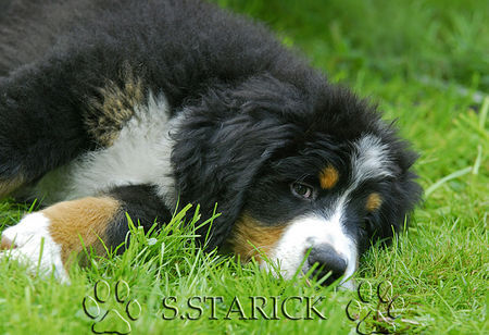 Berner Sennenhund Hunde Foto 34181 in höherer Auflösung ansehen Berner Sennenhund *müdebin*