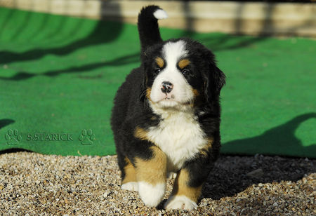 Berner Sennenhund Hunde Foto 36204 in höherer Auflösung ansehen Berner Sennenhund I´m the king
