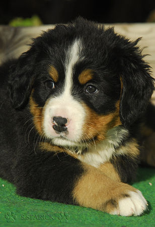 Berner Sennenhund Hunde Foto 36206 in höherer Auflösung ansehen Berner Sennenhund Knuffig