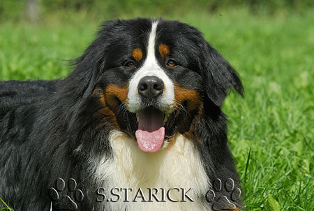 Berner Sennenhund Hunde Foto 34179 in höherer Auflösung ansehen Berner Sennenhund Iron