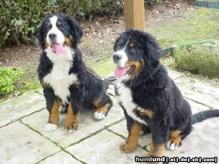 Berner Sennenhund Hunde Foto 9797 Berner Sennenhund Abbeygail en Amalia-babs from channel sight