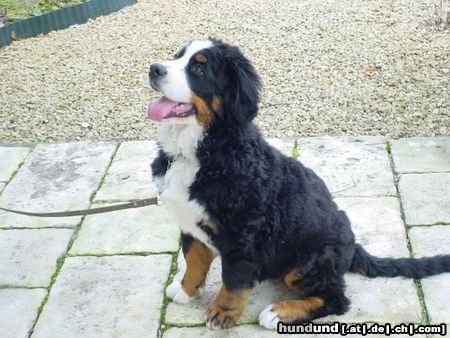 Berner Sennenhund Hunde Foto 9798 Berner Sennenhund Abbeygail from channel sight