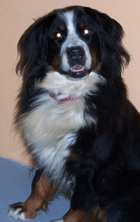 Berner Sennenhund Hunde Foto 43102 Berner Sennenhund Mein schatzi Sina