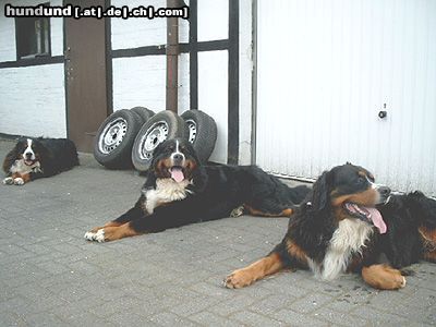 Berner Sennenhund Hunde Foto 12308 Berner Sennenhund Unsere 3 Rüden Max(4), Toni(2) und Potterjoe(2)