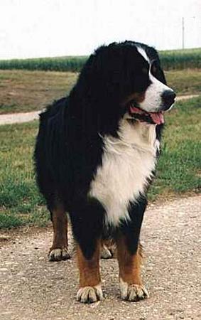 Berner Sennenhund Hunde Foto 740 Berner Sennenhund Angelo