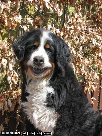 Berner Sennenhund Hunde Foto 8848 Berner Sennenhund Berner Sennenhunde sind immer lustig