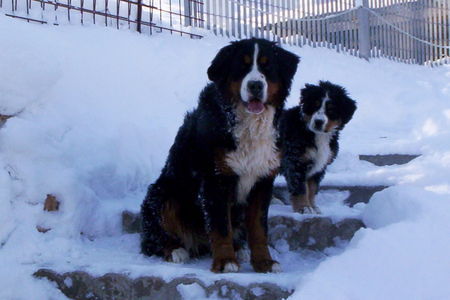 Berner Sennenhund Hunde Foto 26975 Berner Sennenhund allevamento bovaro del bernese Trentino Alto Adige IT