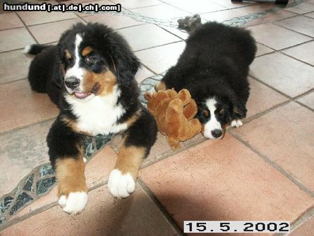 Berner Sennenhund Hunde Foto 3975 Berner Sennenhund Bonita und Scarlet 2002
