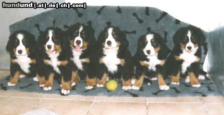 Berner Sennenhund Hunde Foto 11547 Berner Sennenhund Berner sennen vom Adlerhorst