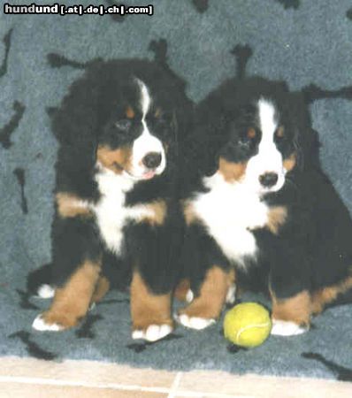 Berner Sennenhund Hunde Foto 14195 Berner Sennenhund Berner sennen vom Adlerhorst