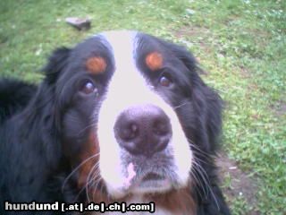 Berner Sennenhund Hunde Foto 22522 in höherer Auflösung ansehen Berner Sennenhund Was meint ihr, hab ich den Hundeblick drauf?!