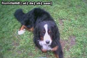 Berner Sennenhund Hunde Foto 22523 in höherer Auflösung ansehen Berner Sennenhund Was meint ihr, hab ich den Hundeblick drauf?!