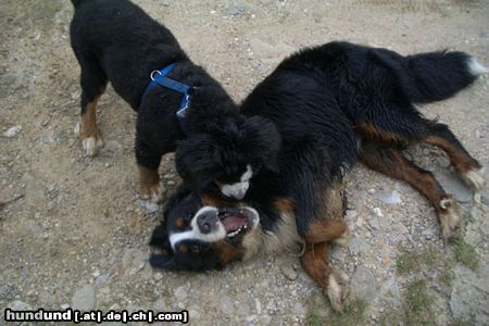 Berner Sennenhund Hunde Foto 22910 in höherer Auflösung ansehen Berner Sennenhund Der kleine hat mich besiegt.....