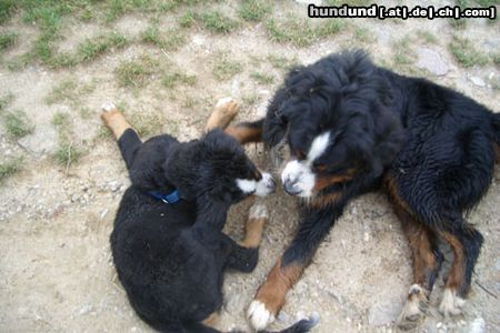 Berner Sennenhund Hunde Foto 22911 in höherer Auflösung ansehen Berner Sennenhund Balou mit seinem Baby-Freund