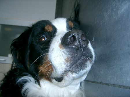 Berner Sennenhund Hunde Foto 43044 in höherer Auflösung ansehen Berner Sennenhund Ghandi und Ben